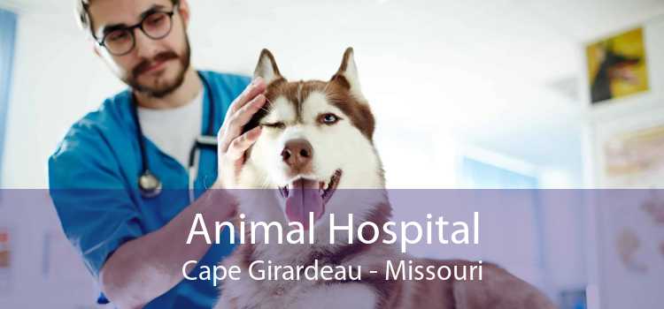 Animal Hospital Cape Girardeau - Missouri
