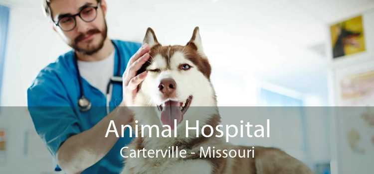 Animal Hospital Carterville - Missouri