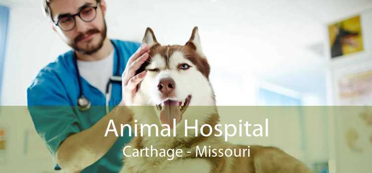Animal Hospital Carthage - Missouri