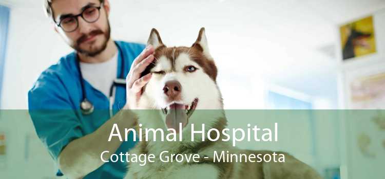 Animal Hospital Cottage Grove - Minnesota