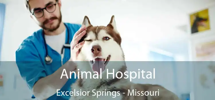 Animal Hospital Excelsior Springs - Missouri