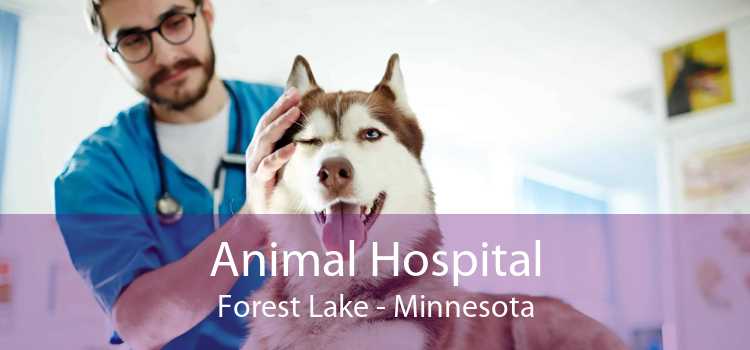 Animal Hospital Forest Lake - Minnesota