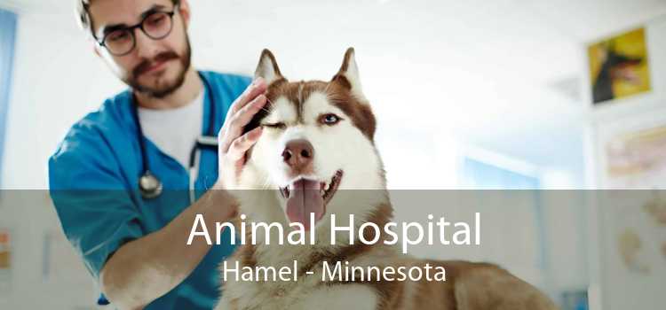 Animal Hospital Hamel - Minnesota