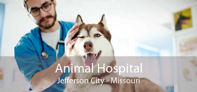 Animal Hospital Jefferson City - Missouri
