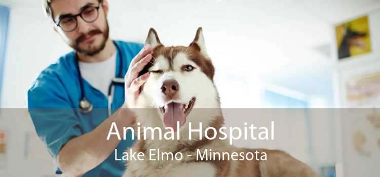 Animal Hospital Lake Elmo - Minnesota