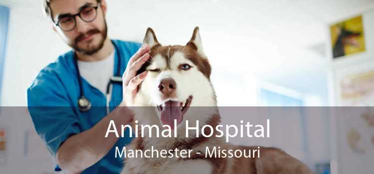 Animal Hospital Manchester - Missouri
