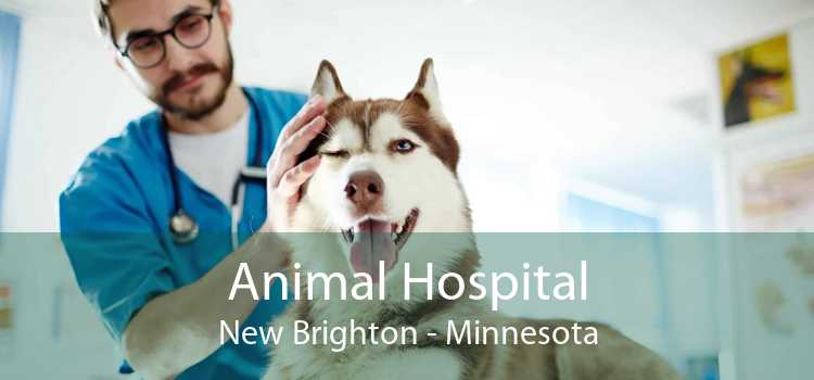 Animal Hospital New Brighton - Minnesota