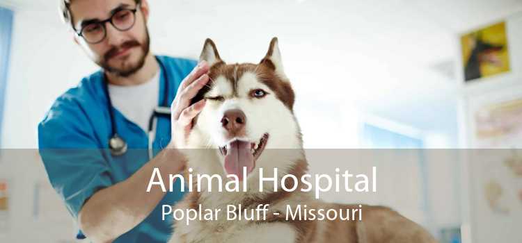 Animal Hospital Poplar Bluff - Missouri