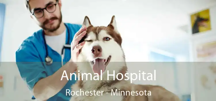 Animal Hospital Rochester - Minnesota