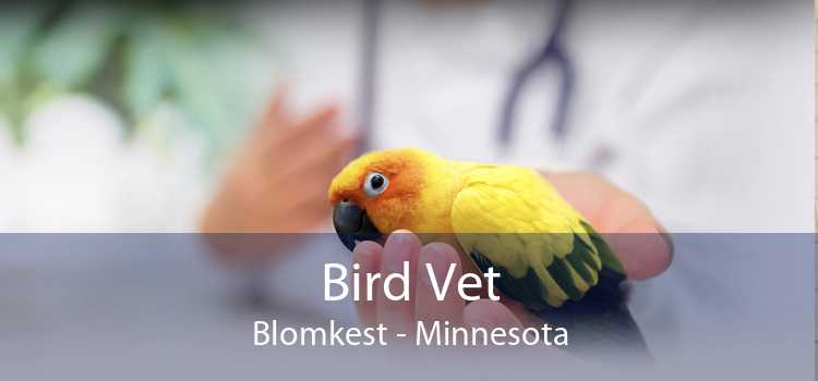 Bird Vet Blomkest - Minnesota