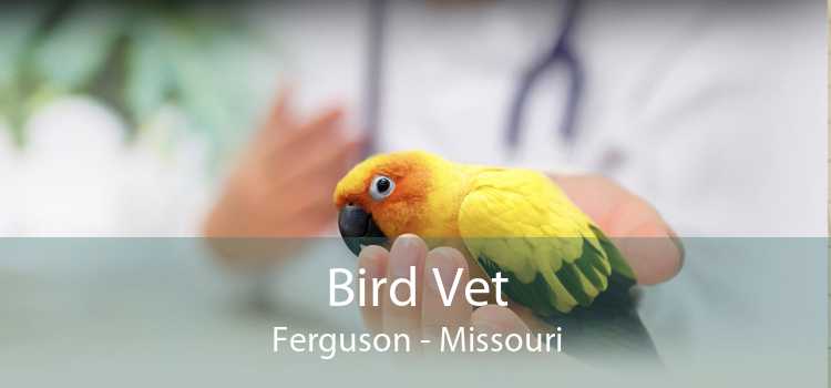 Bird Vet Ferguson - Missouri