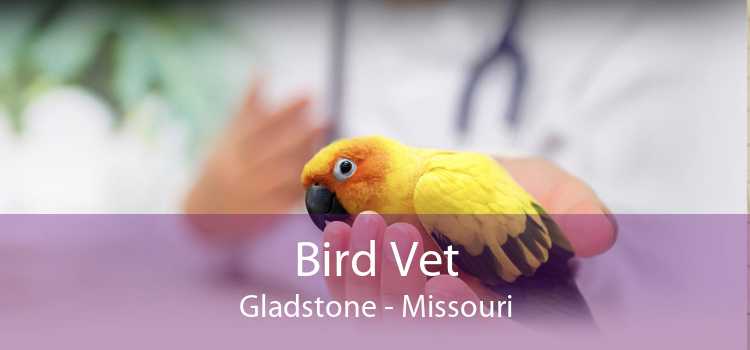 Bird Vet Gladstone - Missouri