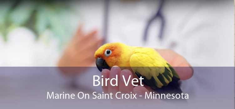 Bird Vet Marine On Saint Croix - Minnesota