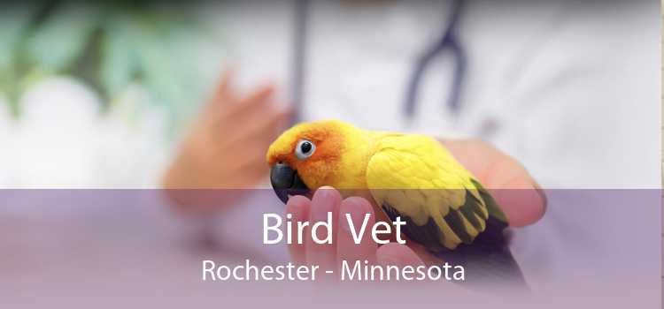 Bird Vet Rochester - Minnesota