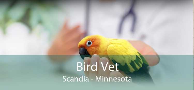 Bird Vet Scandia - Minnesota