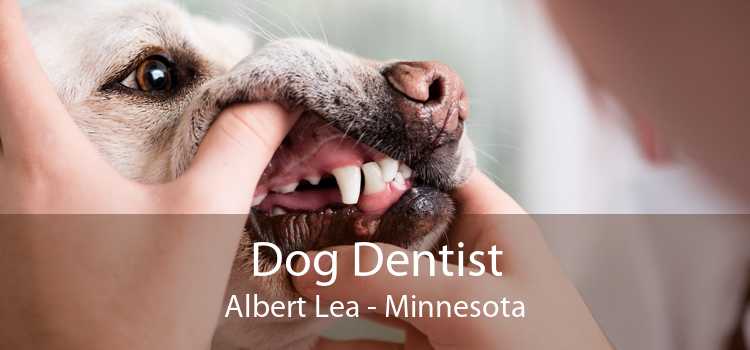 Dog Dentist Albert Lea - Minnesota