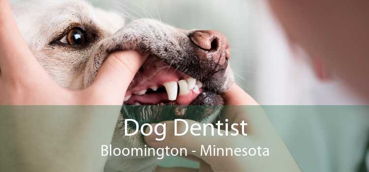 Dog Dentist Bloomington - Minnesota
