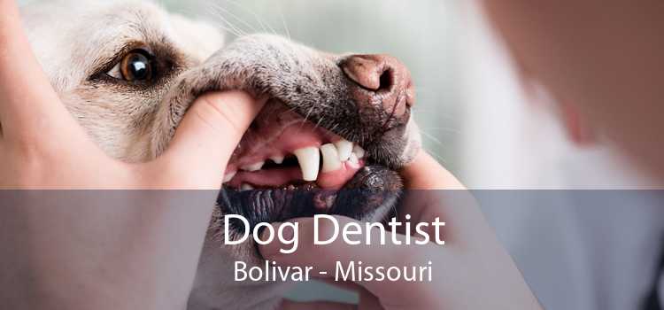 Dog Dentist Bolivar - Missouri