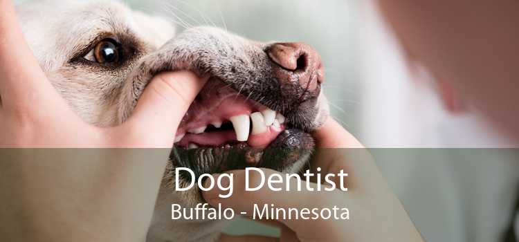 Dog Dentist Buffalo - Minnesota