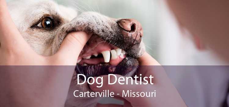 Dog Dentist Carterville - Missouri