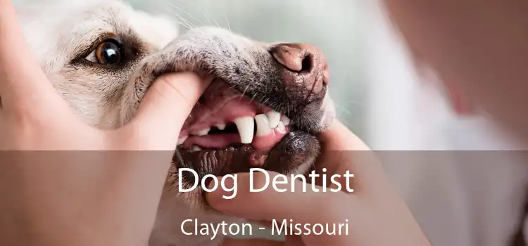 Dog Dentist Clayton - Missouri