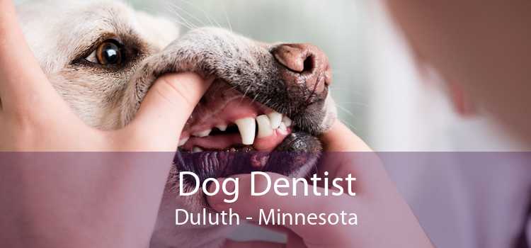 Dog Dentist Duluth - Minnesota