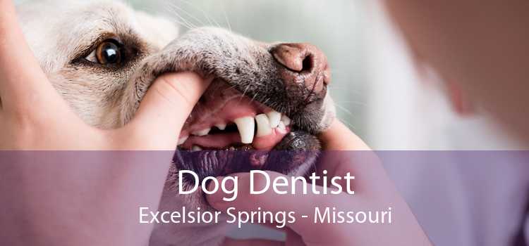 Dog Dentist Excelsior Springs - Missouri
