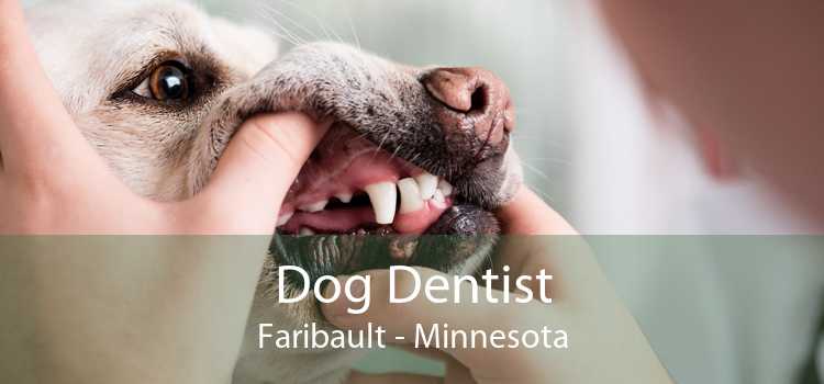 Dog Dentist Faribault - Minnesota