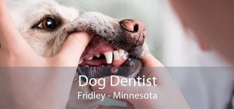 Dog Dentist Fridley - Minnesota