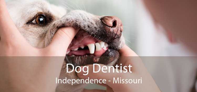 Dog Dentist Independence - Missouri