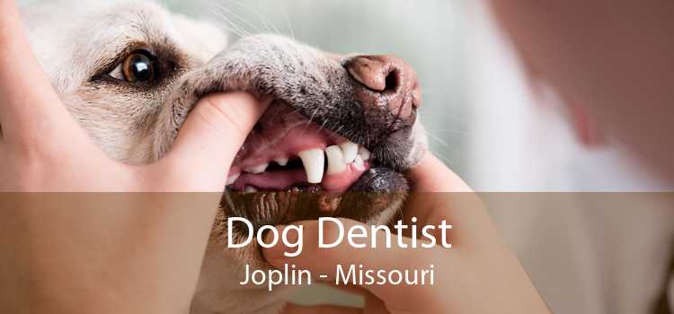 Dog Dentist Joplin - Missouri