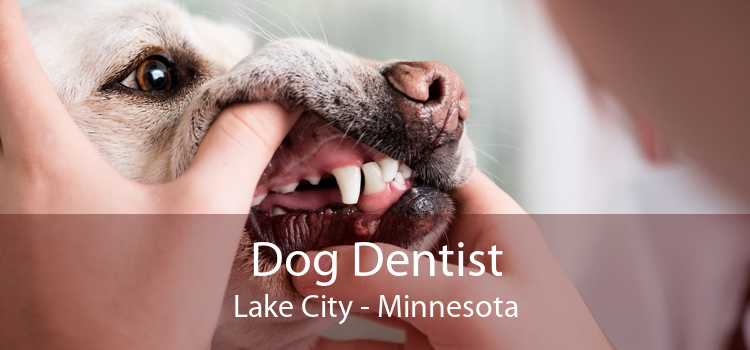 Dog Dentist Lake City - Minnesota