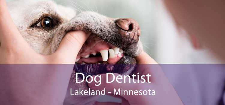 Dog Dentist Lakeland - Minnesota