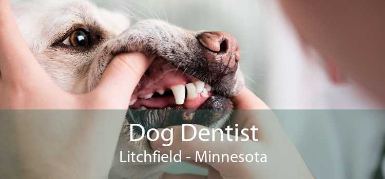 Dog Dentist Litchfield - Minnesota