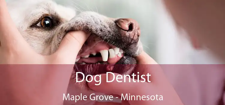 Dog Dentist Maple Grove - Minnesota