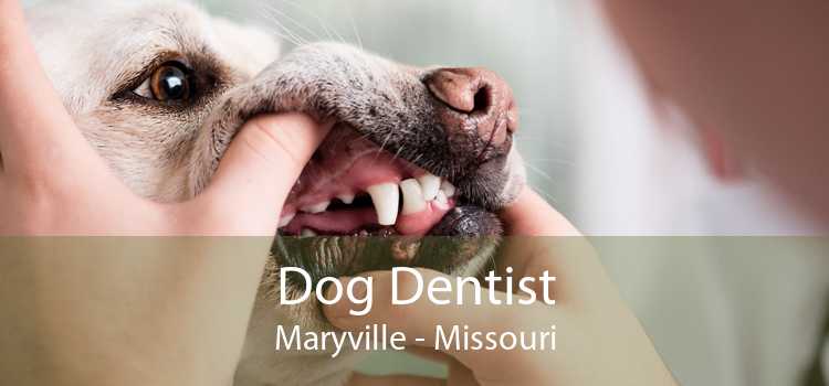 Dog Dentist Maryville - Missouri