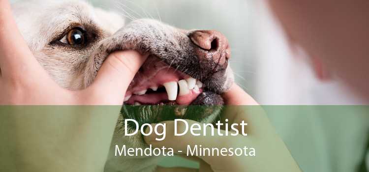 Dog Dentist Mendota - Minnesota