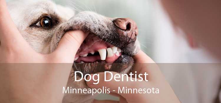 Dog Dentist Minneapolis - Minnesota