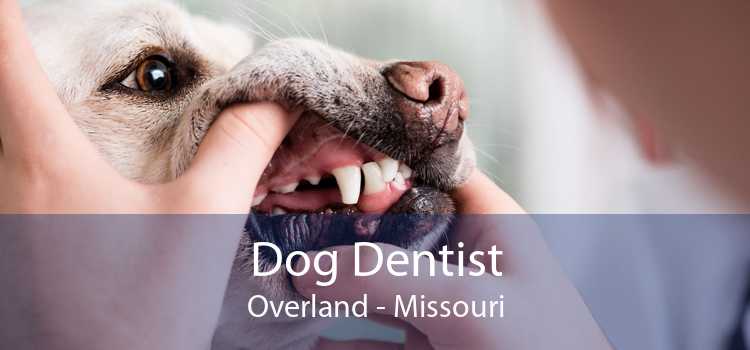 Dog Dentist Overland - Missouri
