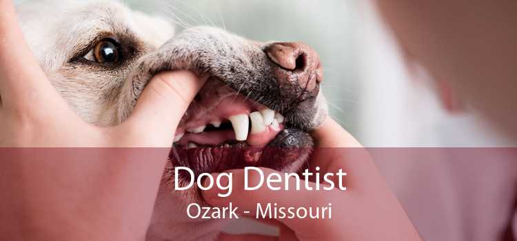 Dog Dentist Ozark - Missouri