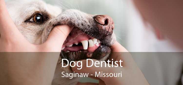 Dog Dentist Saginaw - Missouri