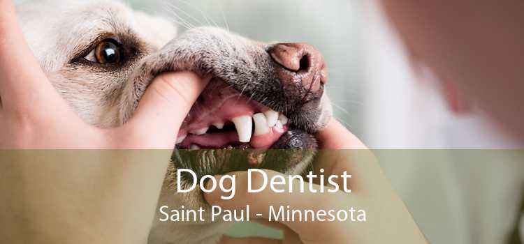 Dog Dentist Saint Paul - Minnesota