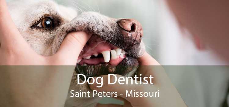 Dog Dentist Saint Peters - Missouri