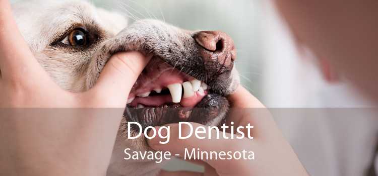Dog Dentist Savage - Minnesota