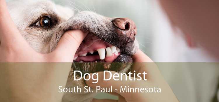 Dog Dentist South St. Paul - Minnesota