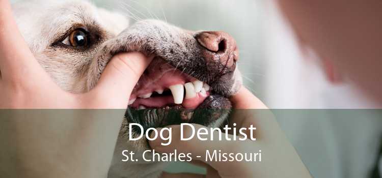Dog Dentist St. Charles - Missouri