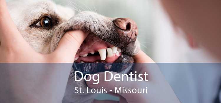 Dog Dentist St. Louis - Missouri