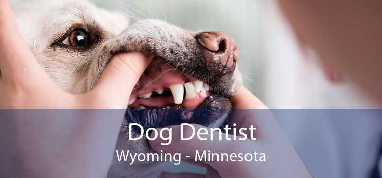 Dog Dentist Wyoming - Minnesota