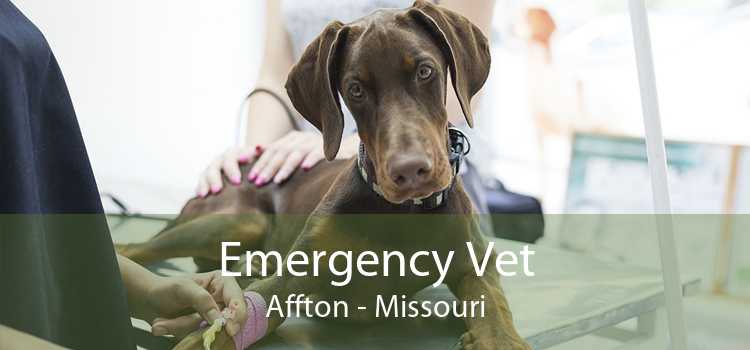 Emergency Vet Affton - Missouri