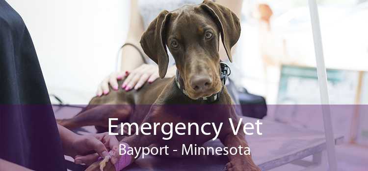 Emergency Vet Bayport - Minnesota